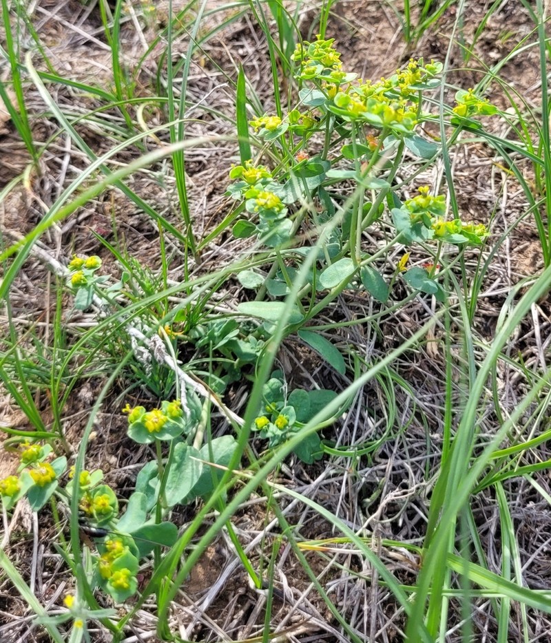 Euphorbia undulata photo 5