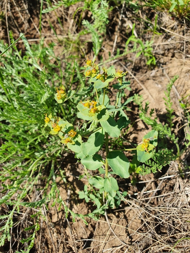 Euphorbia undulata photo 6