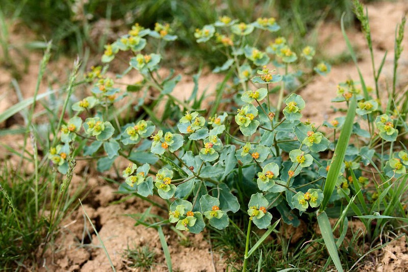 Euphorbia undulata photo 7