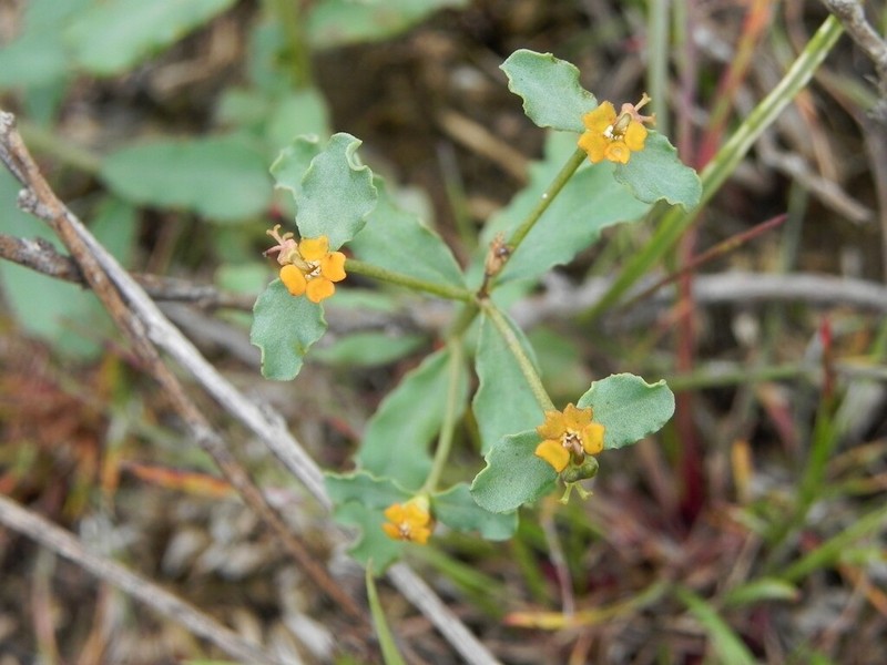 Euphorbia undulata photo 8