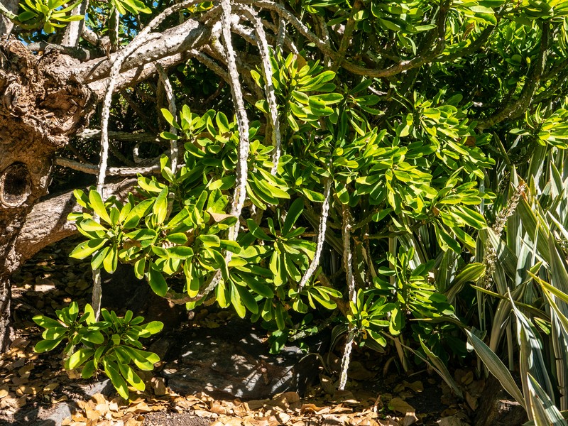Euphorbia undulatifolia photo 2