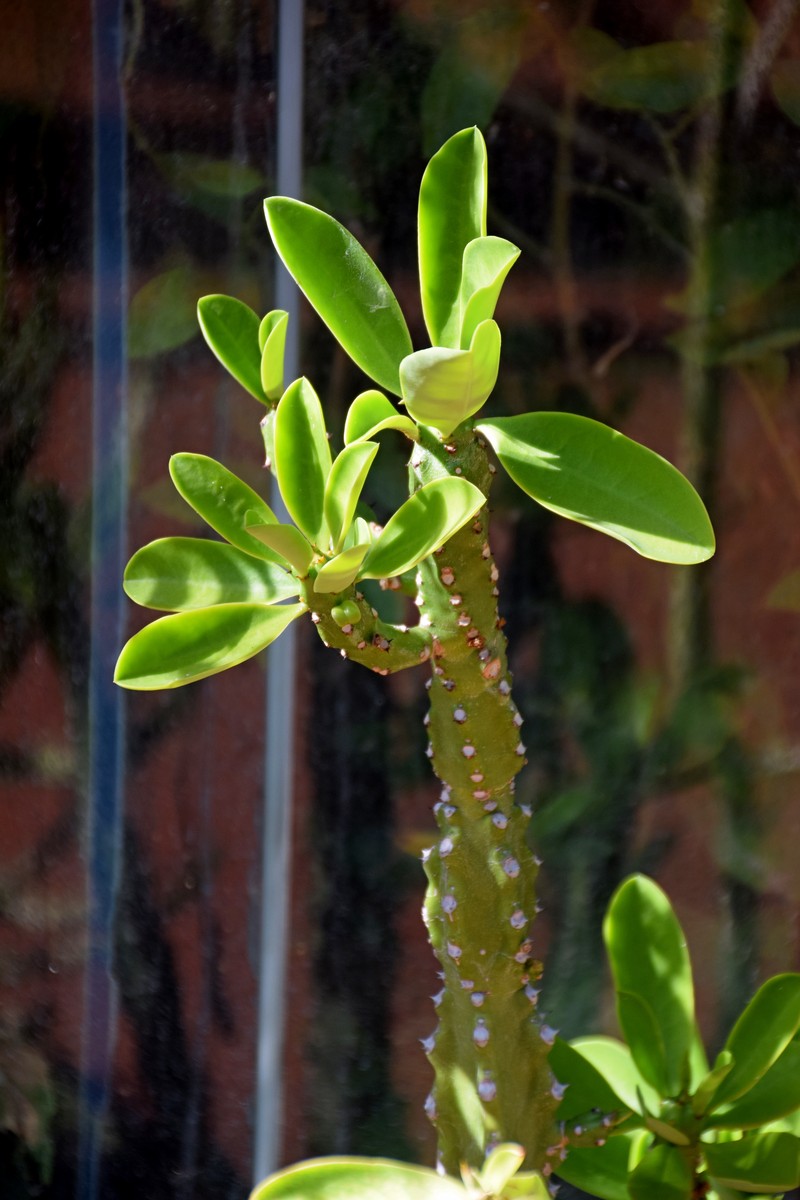 Euphorbia undulatifolia photo 4