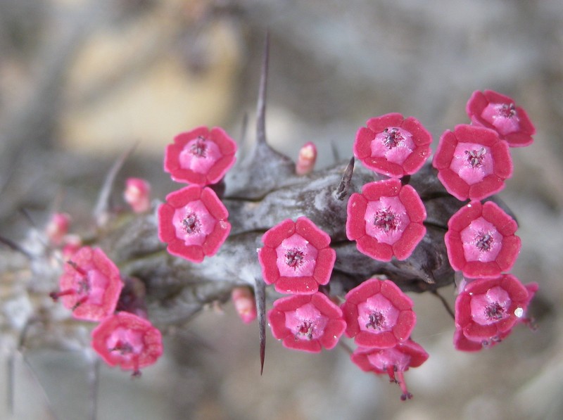 Euphorbia unicornis