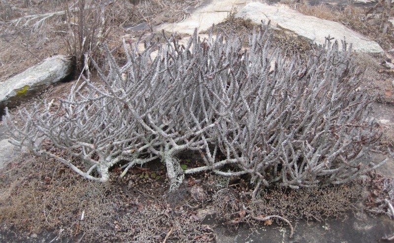 Euphorbia unicornis photo 2