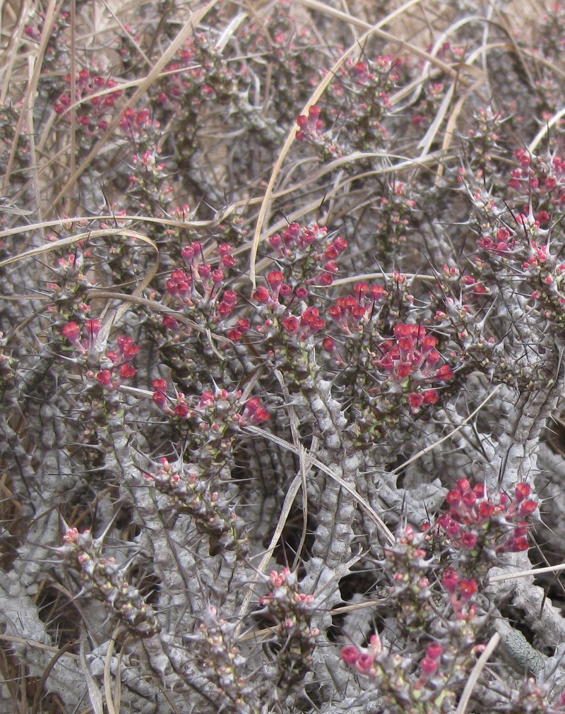 Euphorbia unicornis photo 3