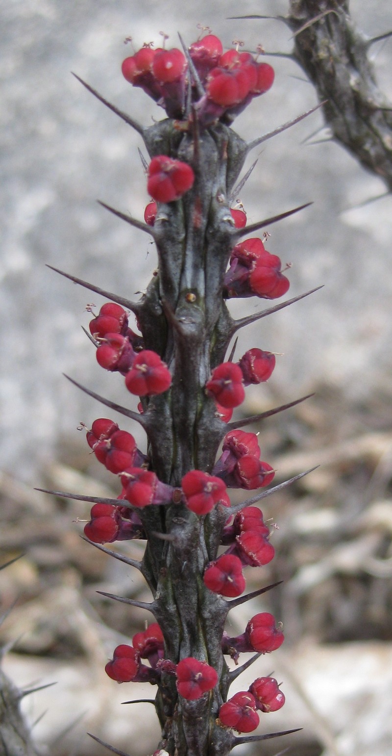 Euphorbia unicornis photo 4