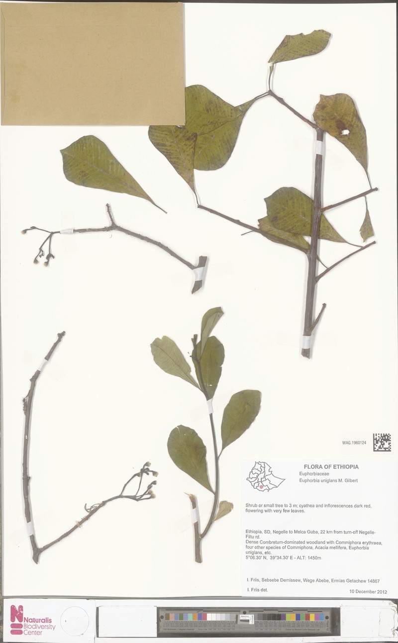 Euphorbia uniglans