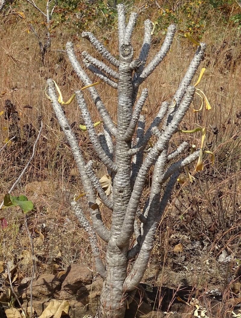 Euphorbia unispina photo 3