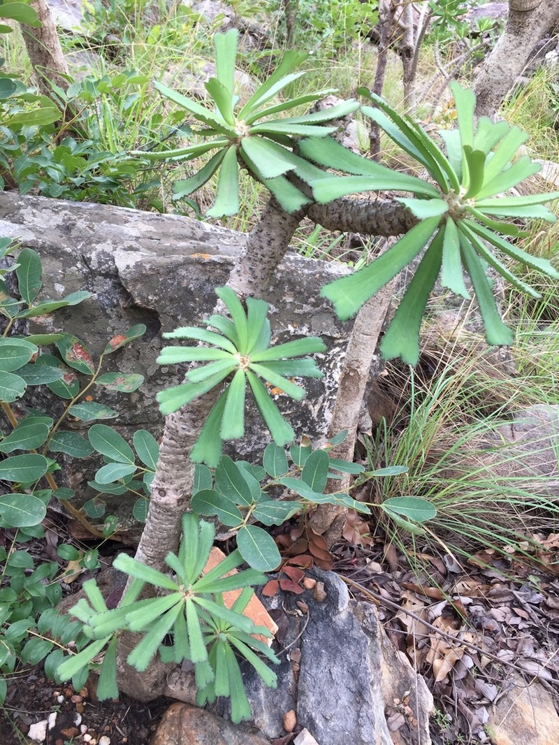 Euphorbia unispina photo 5