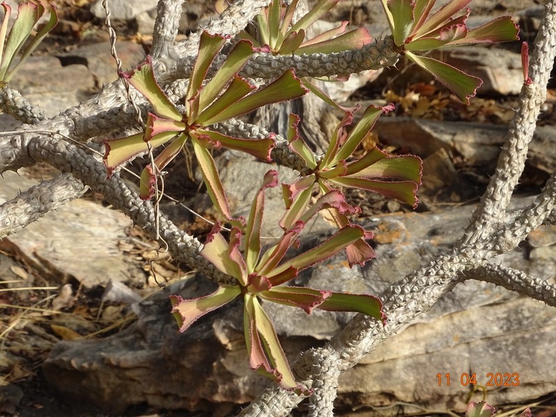 Euphorbia unispina photo 6