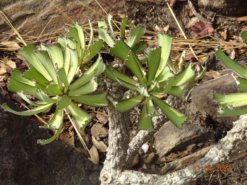 Euphorbia unispina photo 7