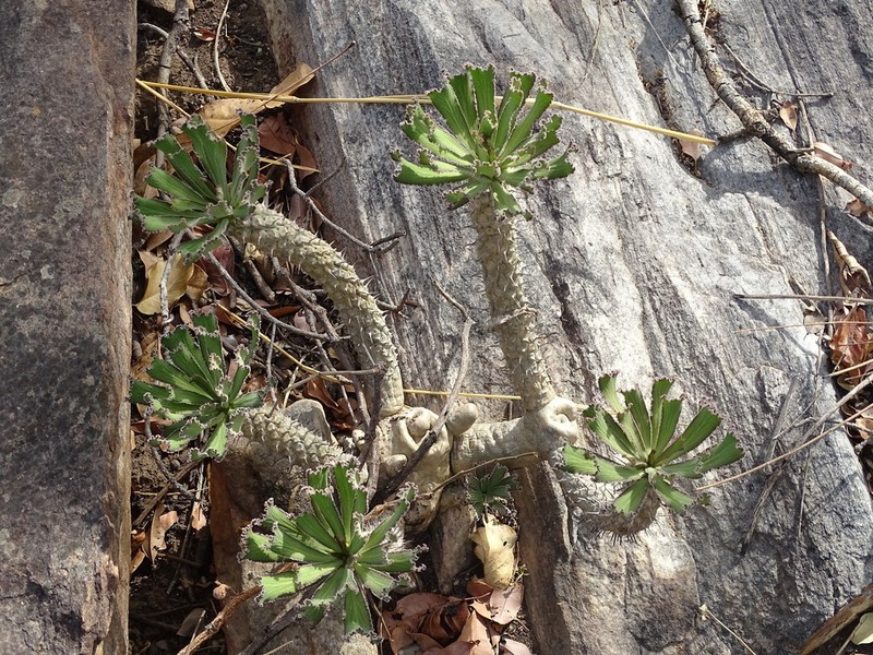 Euphorbia unispina photo 8