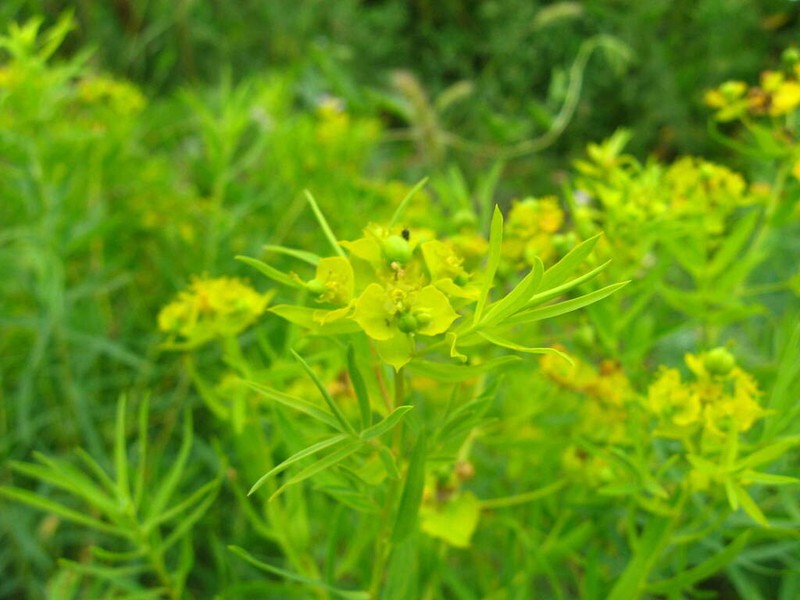 Euphorbia uralensis