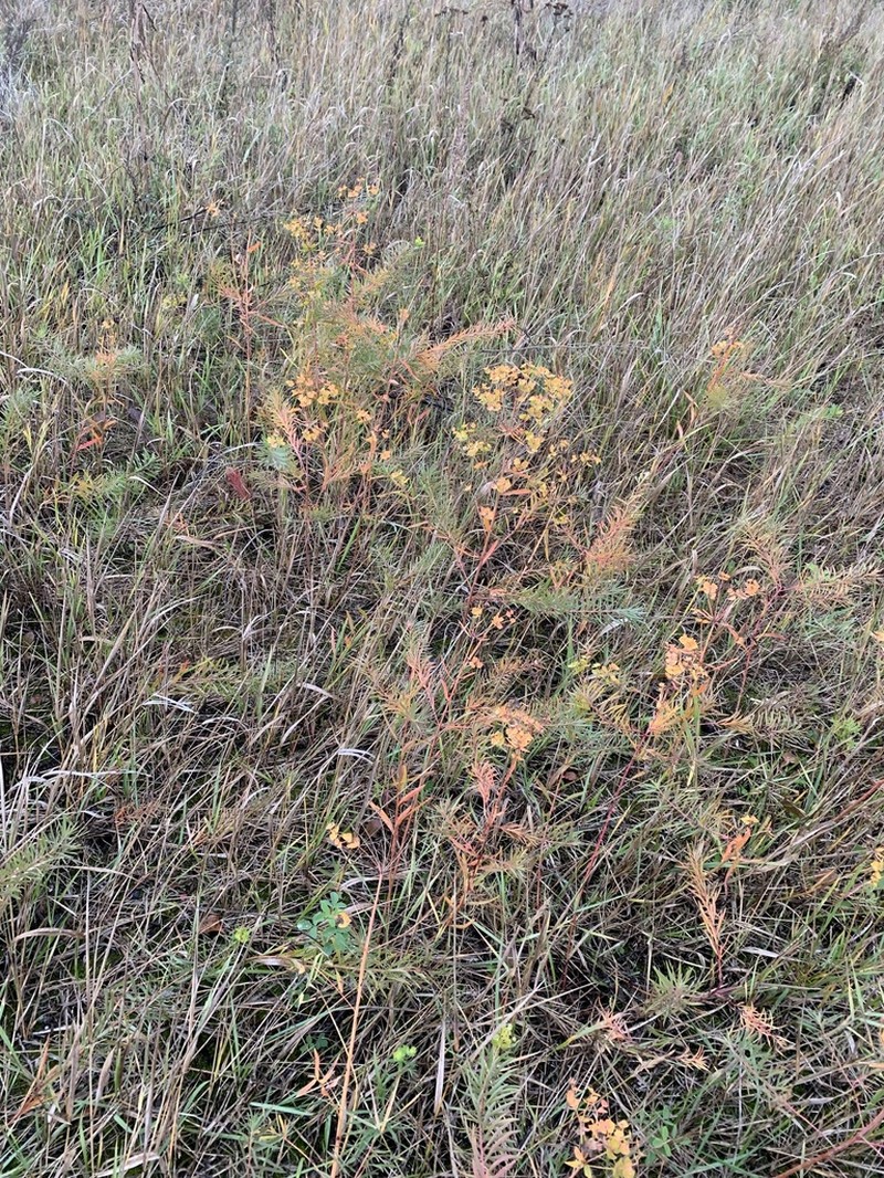 Euphorbia uralensis photo 2