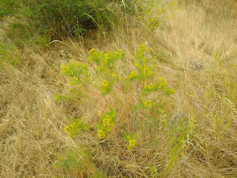 Euphorbia uralensis photo 3