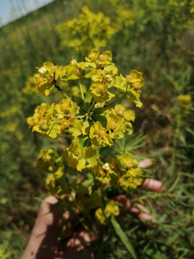 Euphorbia uralensis photo 4