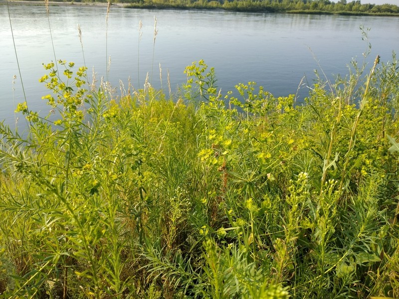 Euphorbia uralensis photo 5