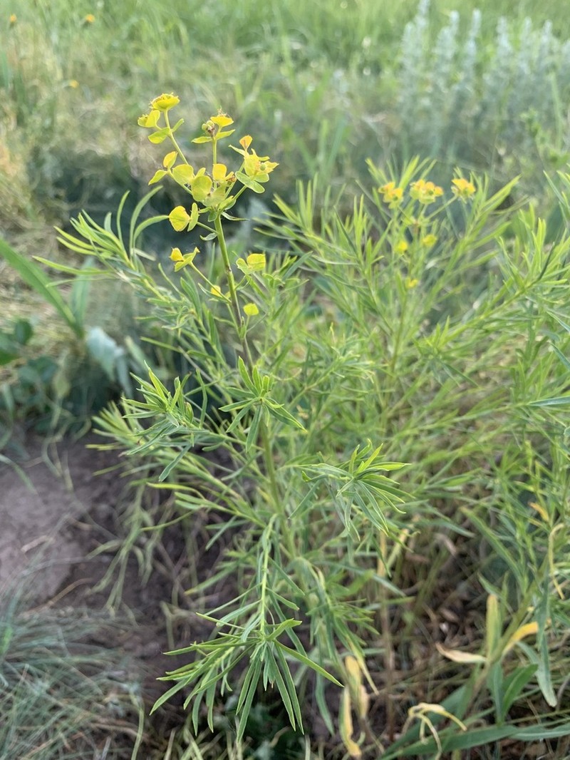 Euphorbia uralensis photo 6