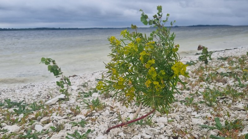 Euphorbia uralensis photo 7