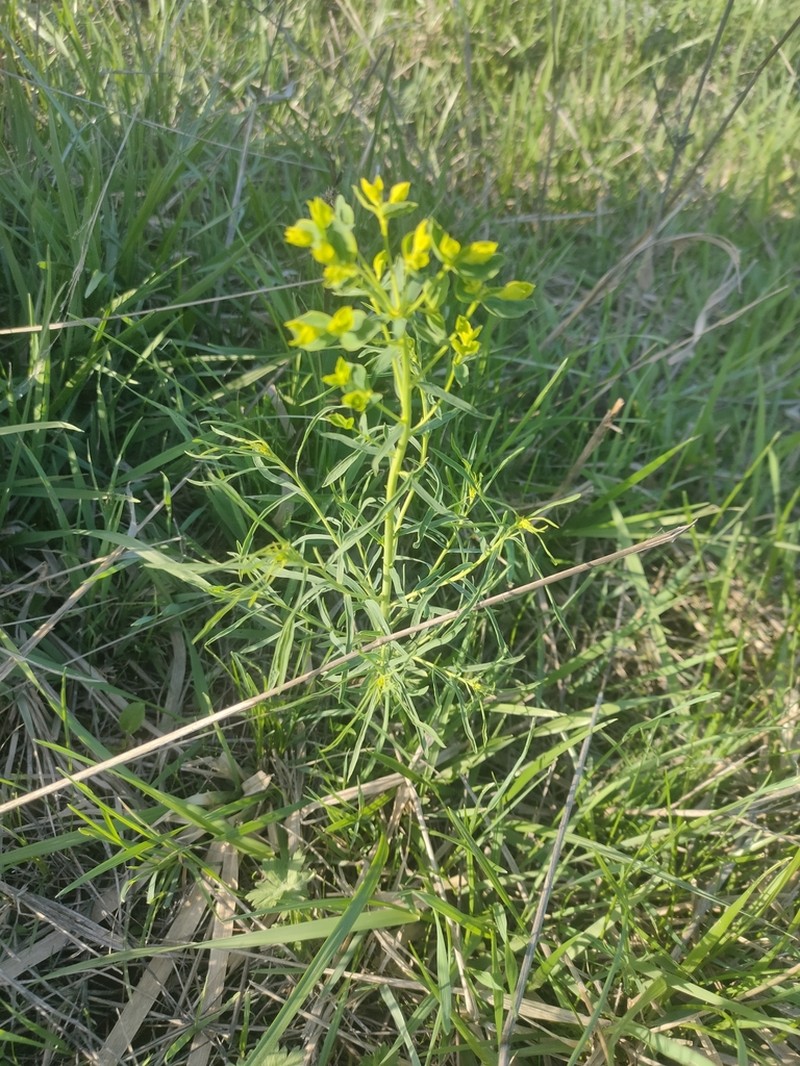 Euphorbia uralensis photo 8