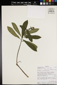 Euphorbia usambarica