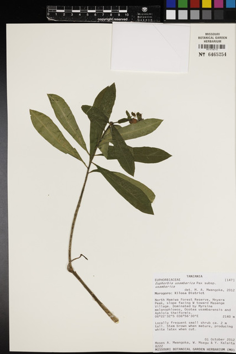Euphorbia usambarica