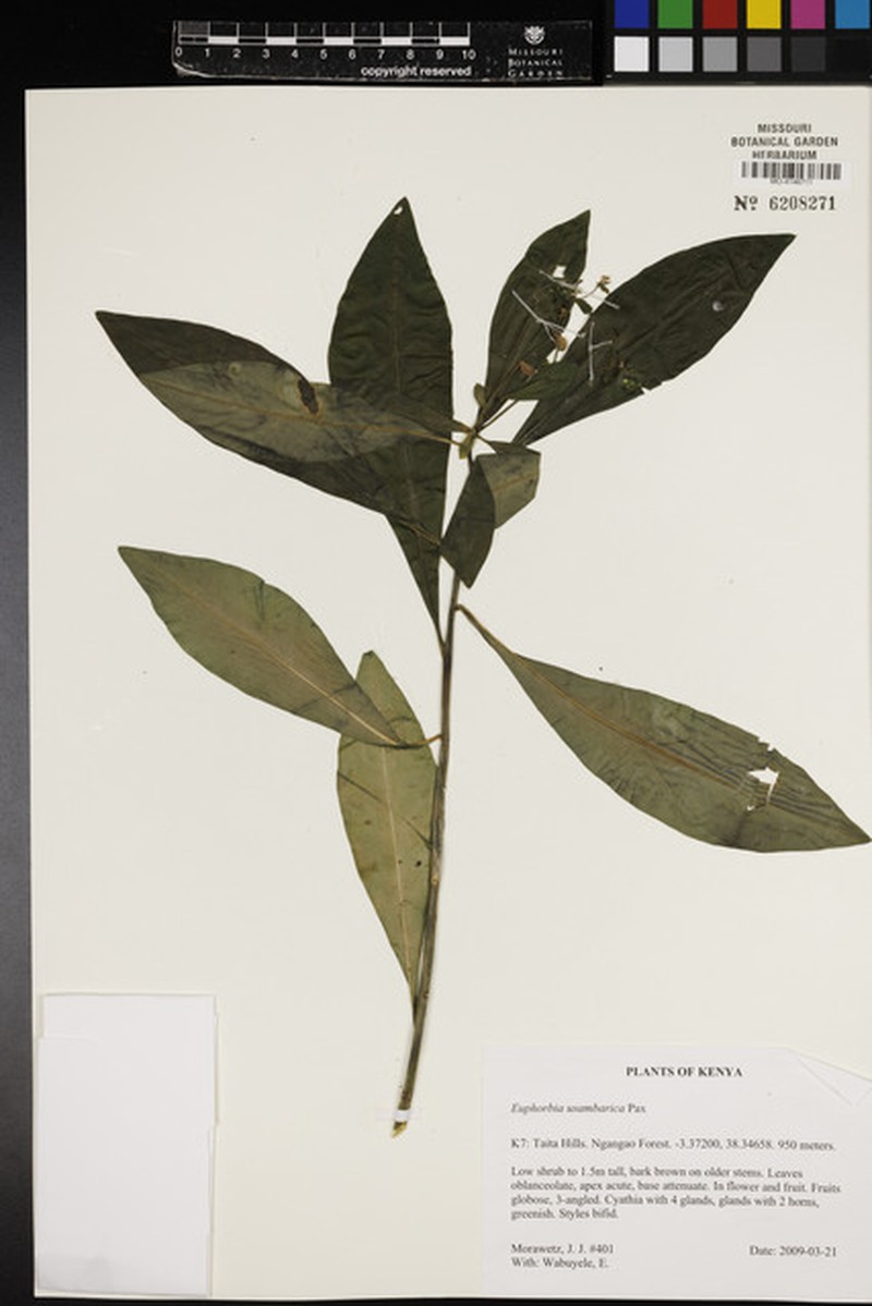 Euphorbia usambarica photo 2