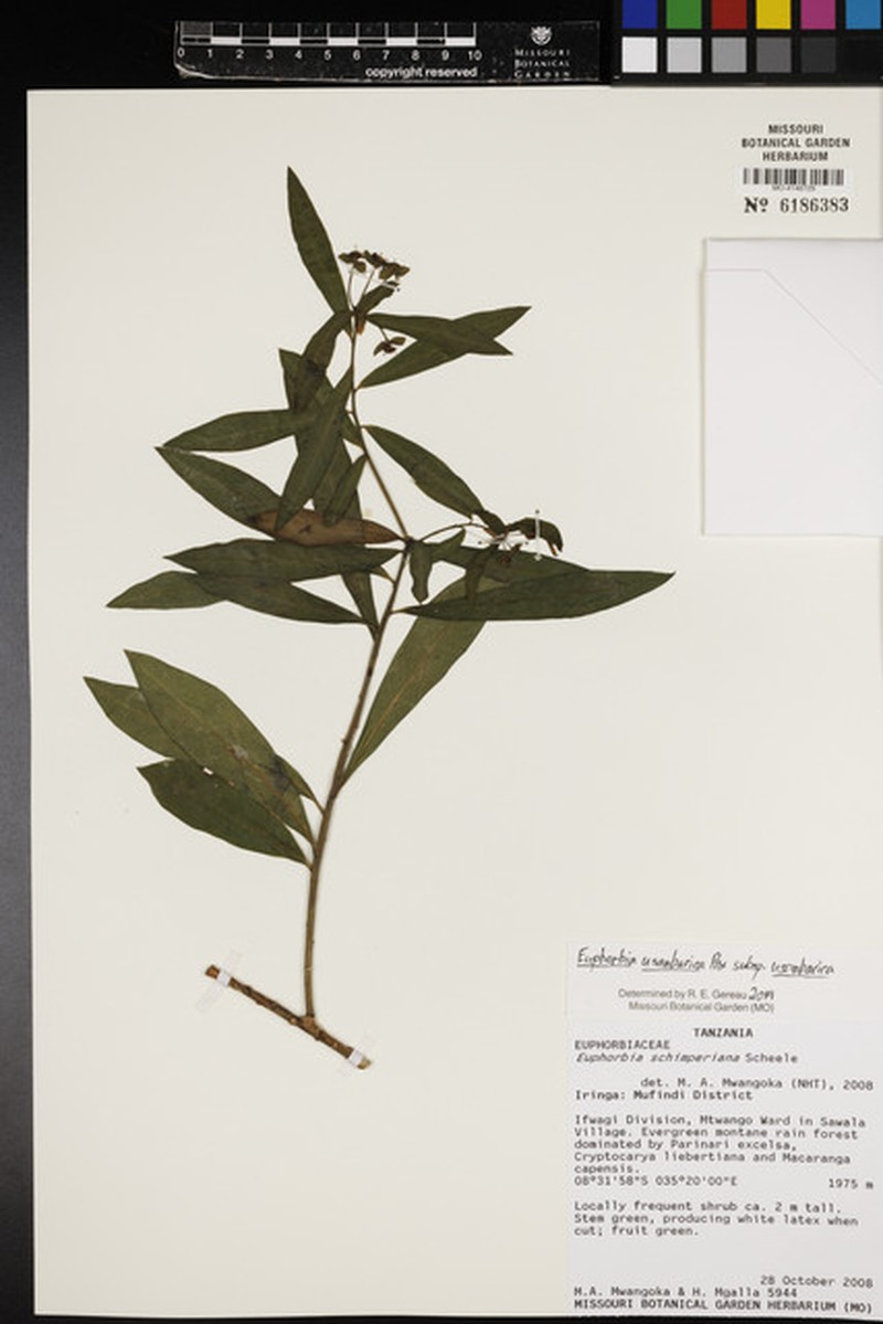 Euphorbia usambarica photo 3