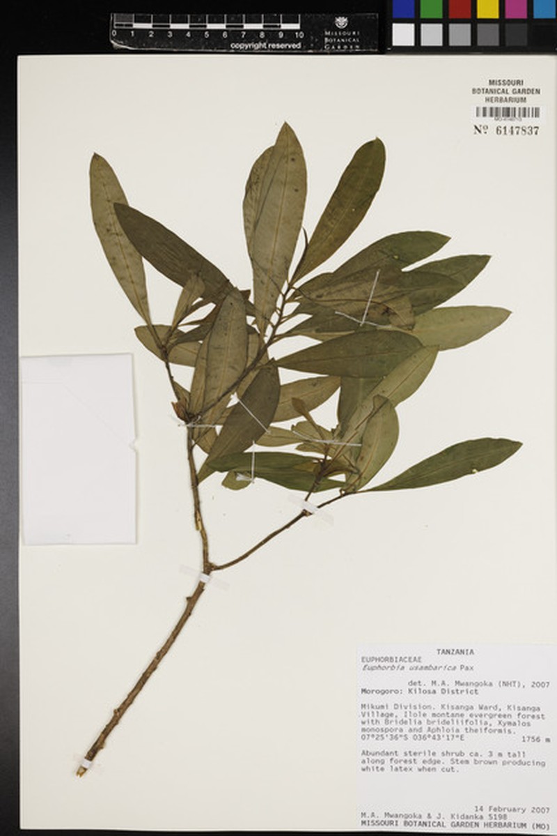 Euphorbia usambarica photo 4