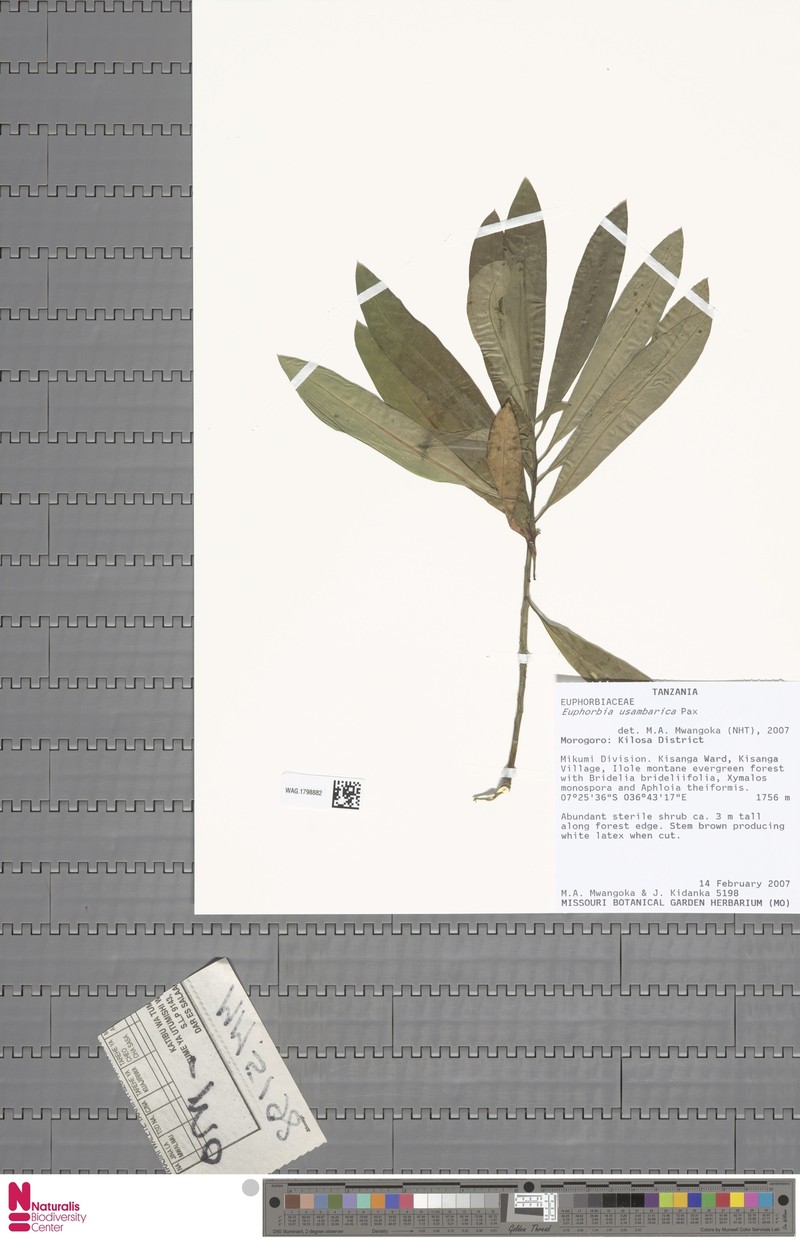 Euphorbia usambarica photo 5