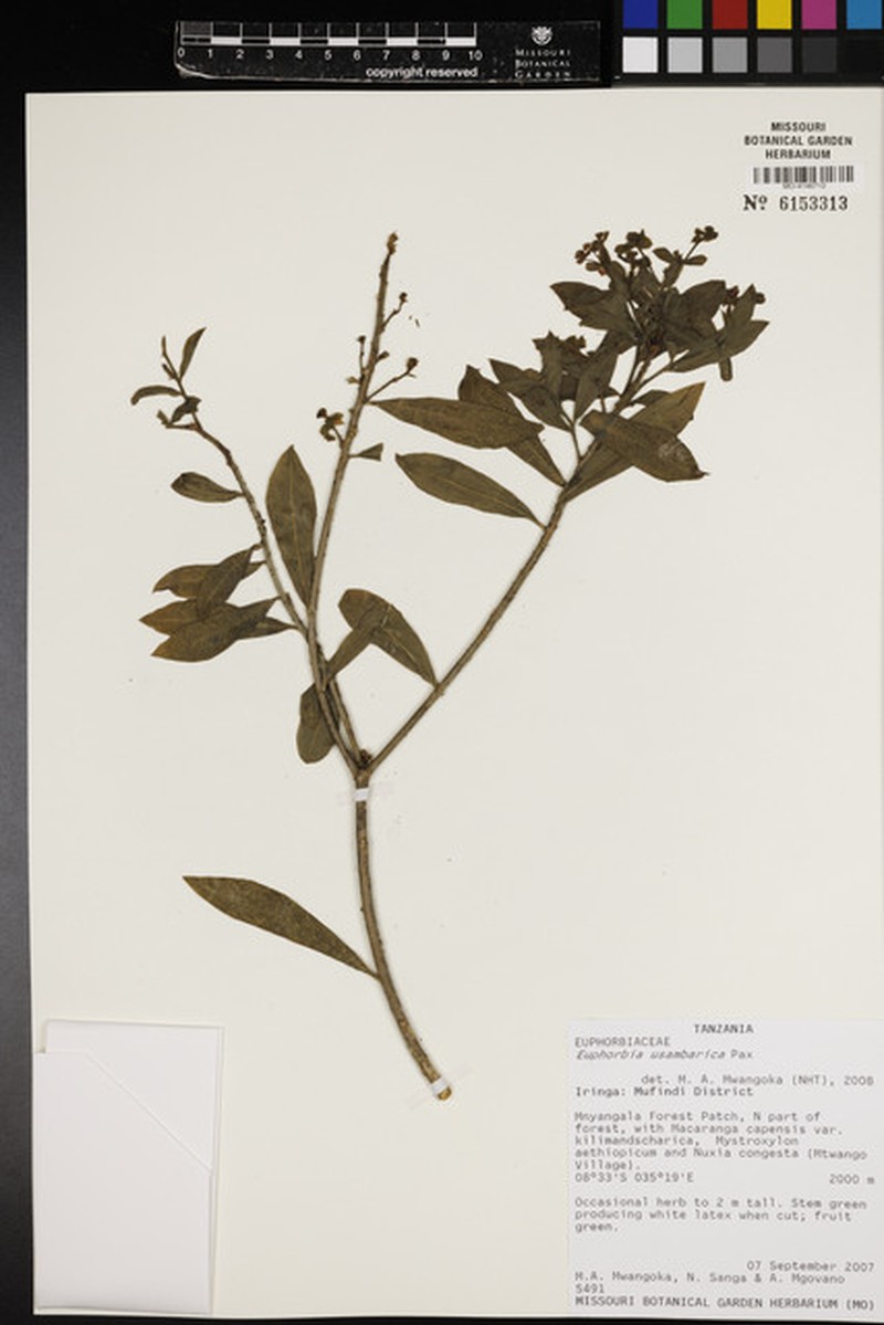 Euphorbia usambarica photo 6