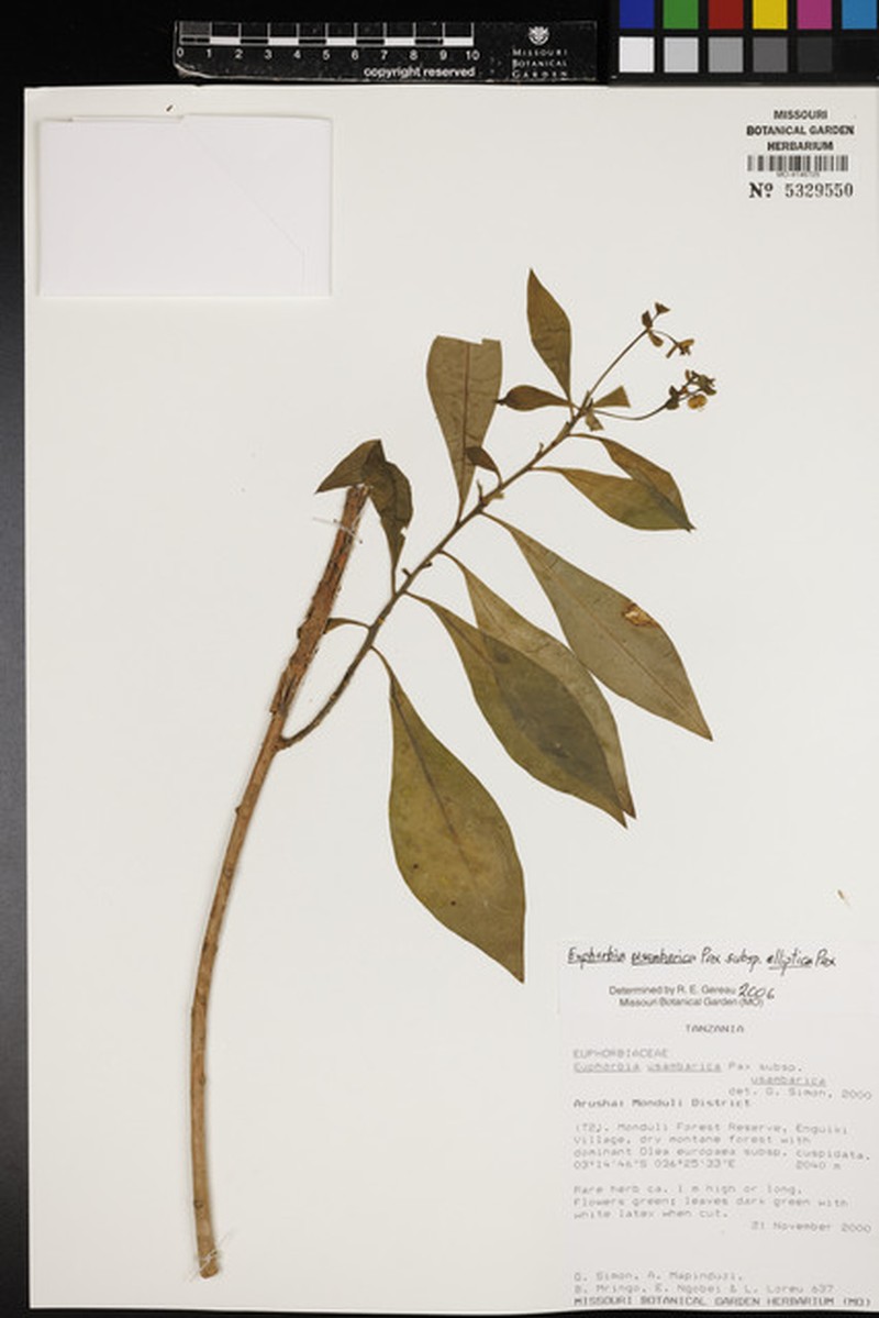 Euphorbia usambarica subsp. elliptica