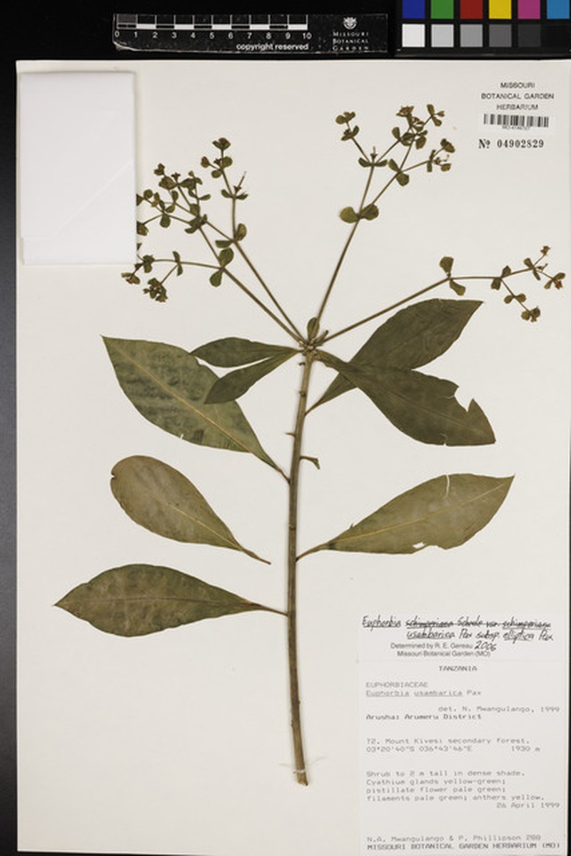 Euphorbia usambarica subsp. elliptica photo 2