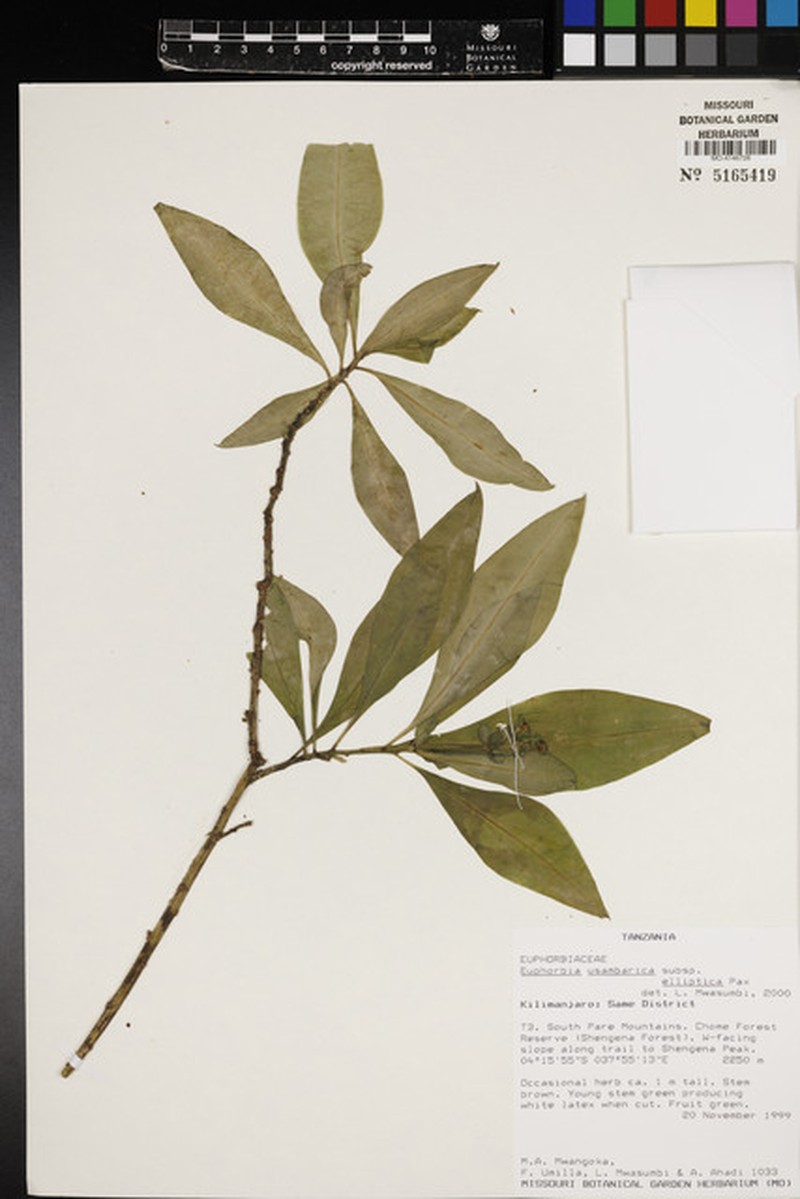 Euphorbia usambarica subsp. elliptica photo 3