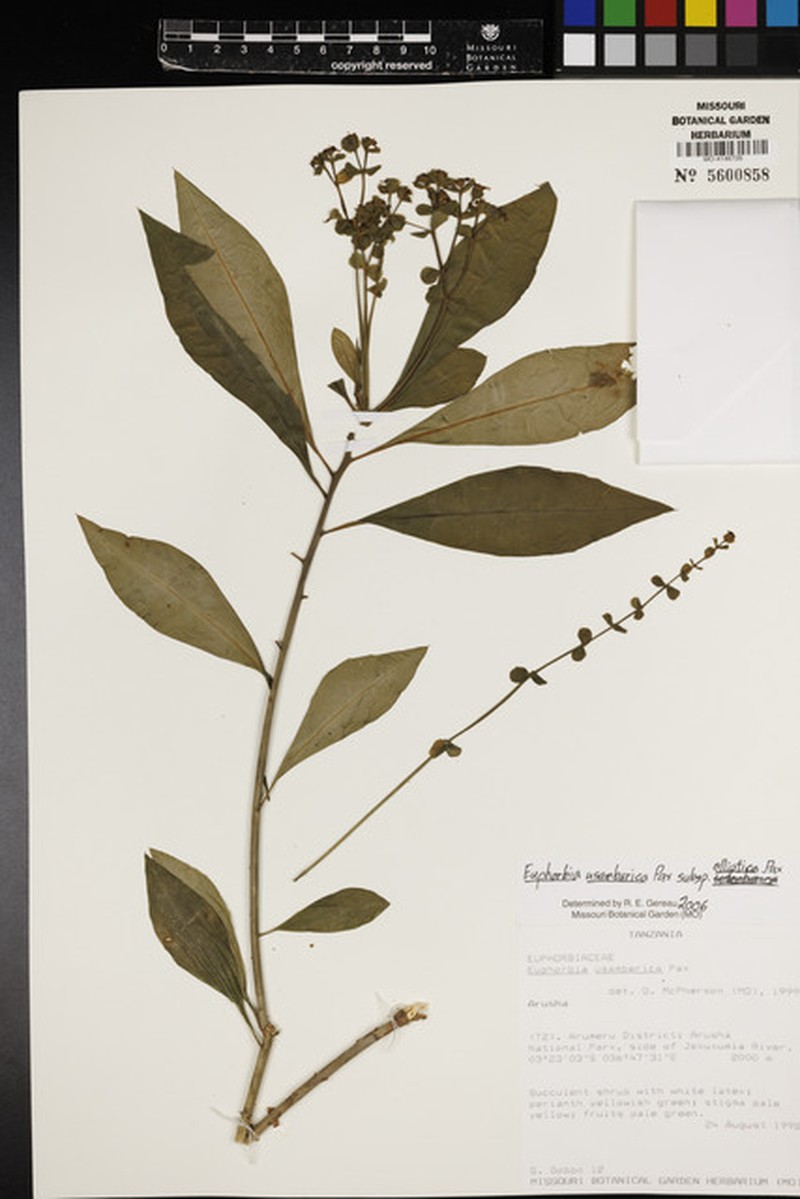 Euphorbia usambarica subsp. elliptica photo 4