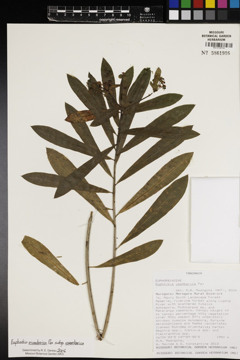 Euphorbia usambarica subsp. usambarica photo 3