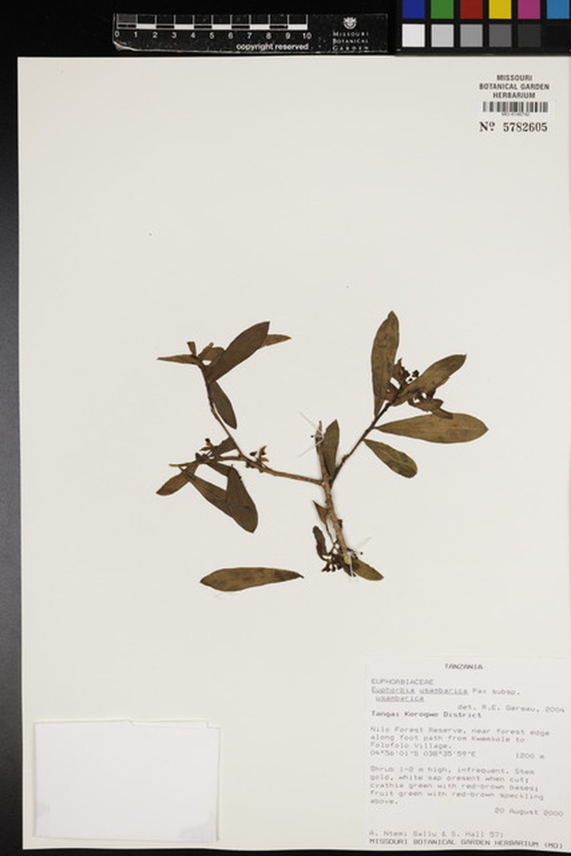 Euphorbia usambarica subsp. usambarica photo 4