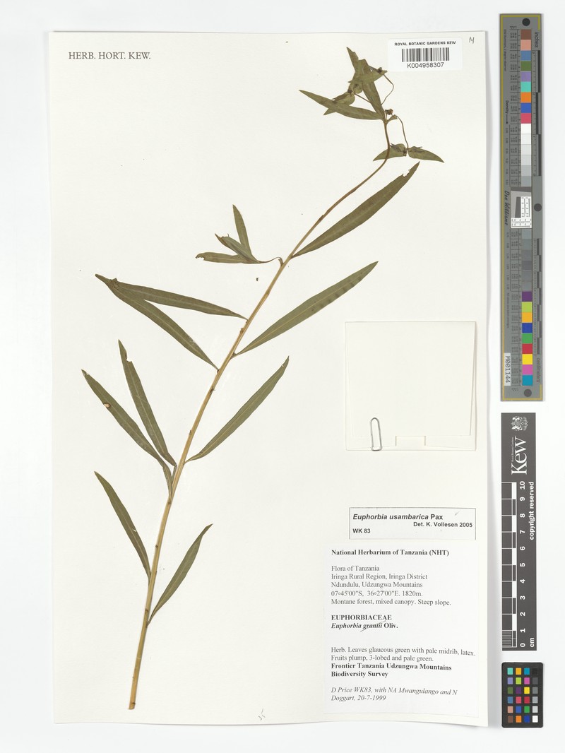 Euphorbia usambarica subsp. usambarica photo 6