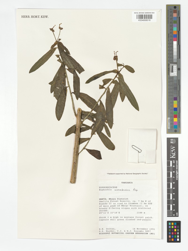 Euphorbia usambarica subsp. usambarica photo 8