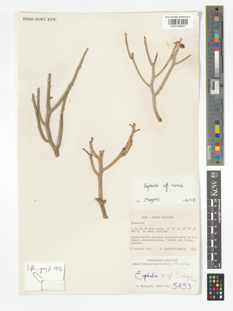 Euphorbia uzmuk