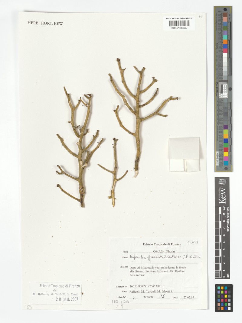 Euphorbia uzmuk photo 2