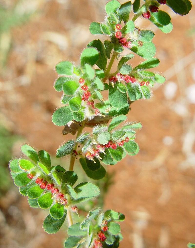 Euphorbia vaccaria