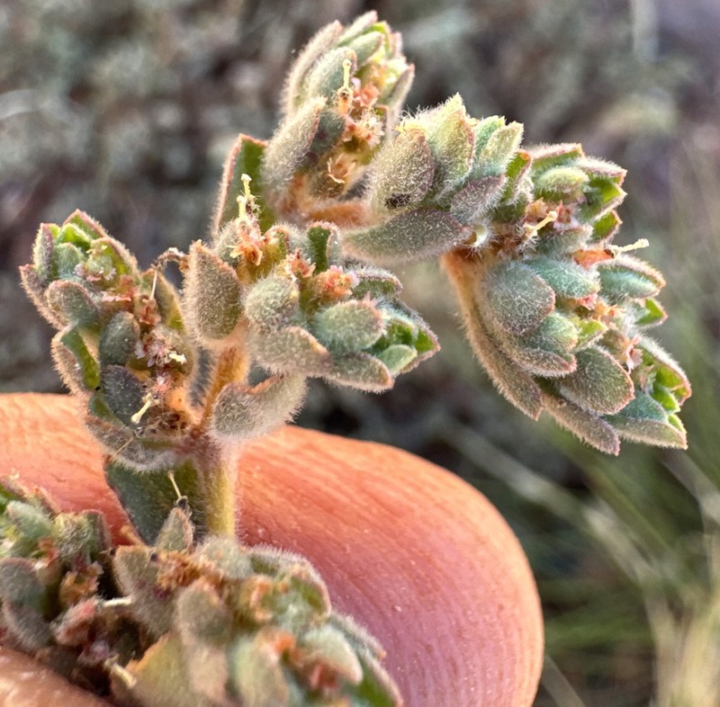 Euphorbia vaccaria photo 2