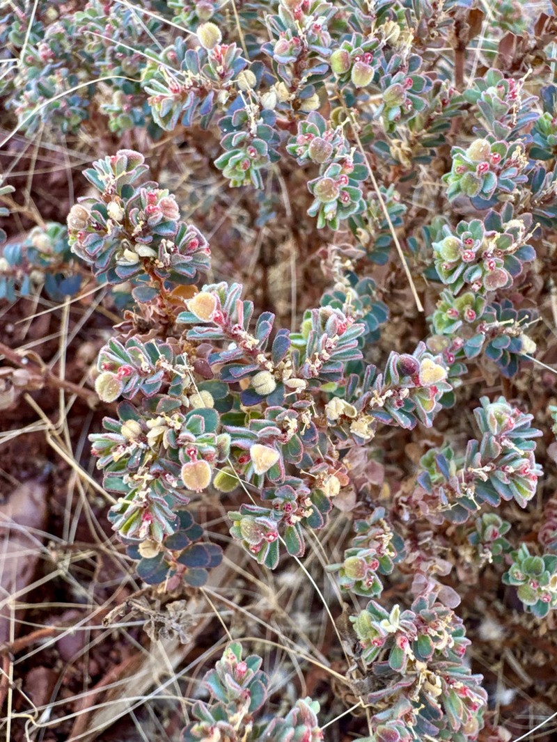 Euphorbia vaccaria photo 3