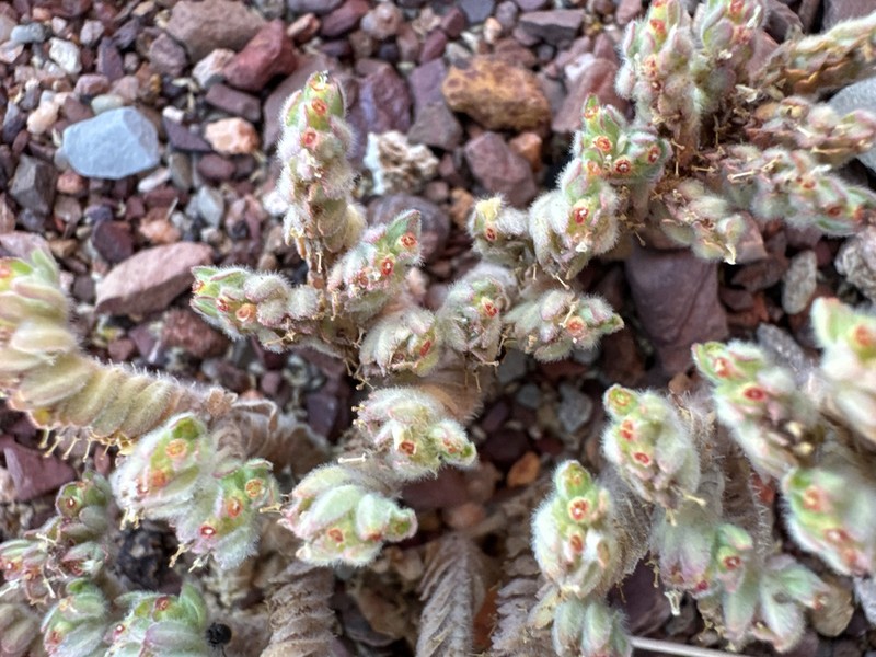 Euphorbia vaccaria photo 4