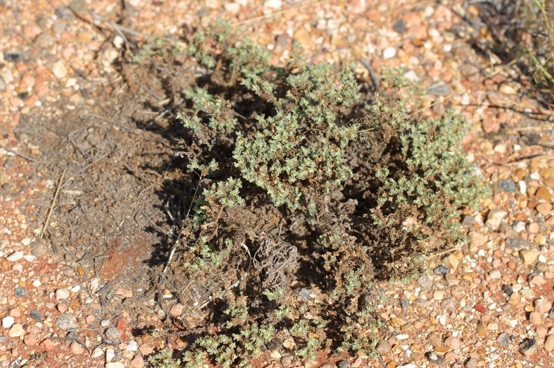 Euphorbia vaccaria photo 5