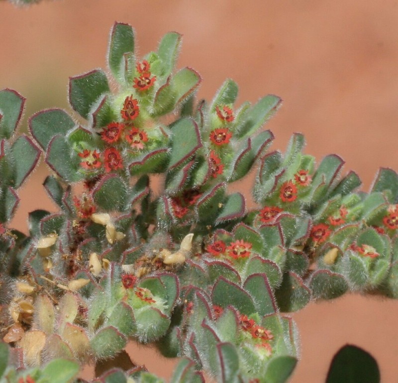 Euphorbia vaccaria photo 6
