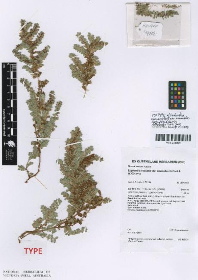 Euphorbia vaccaria photo 7
