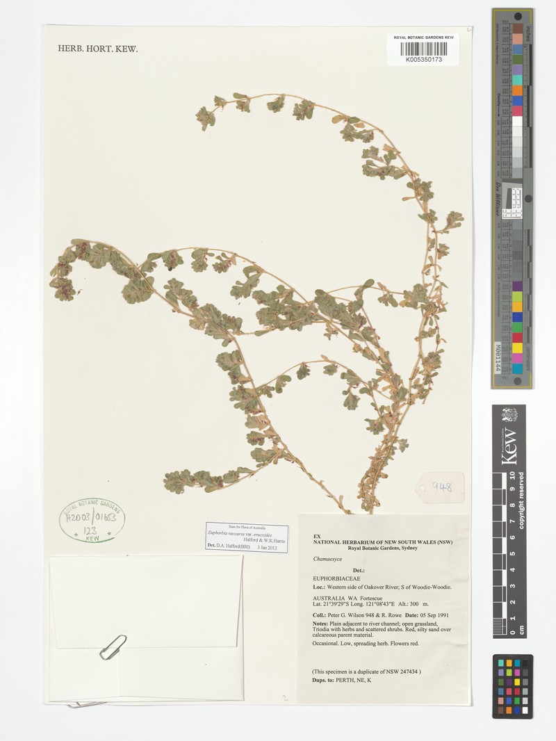 Euphorbia vaccaria var. erucoides photo 2