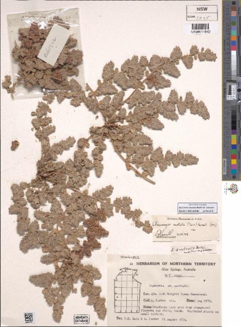 Euphorbia vaccaria var. vaccaria